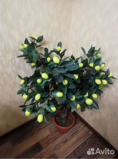 Лимонное дерево