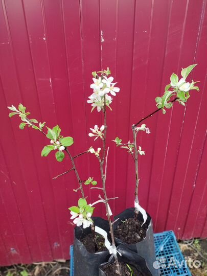 Саженцы яблони