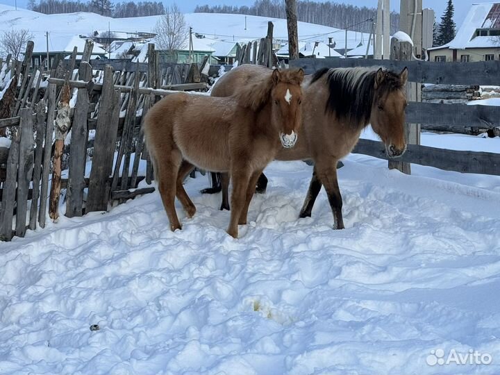 Жеребята башкирской породы