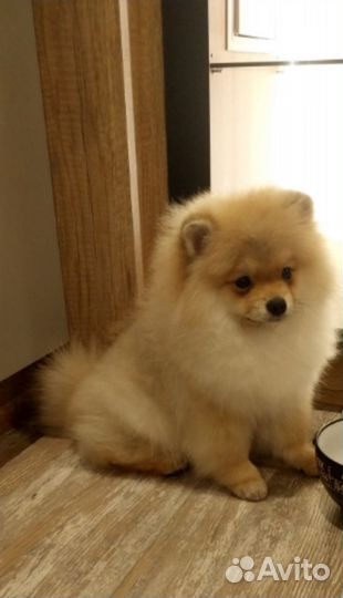 Померанский шпиц мини