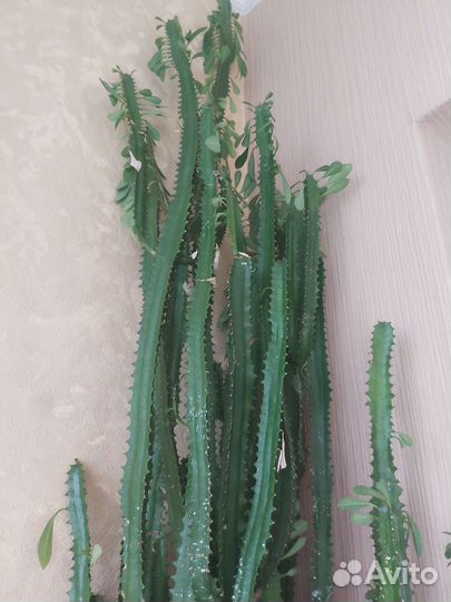 Молочай трёхгранный эуфорбия