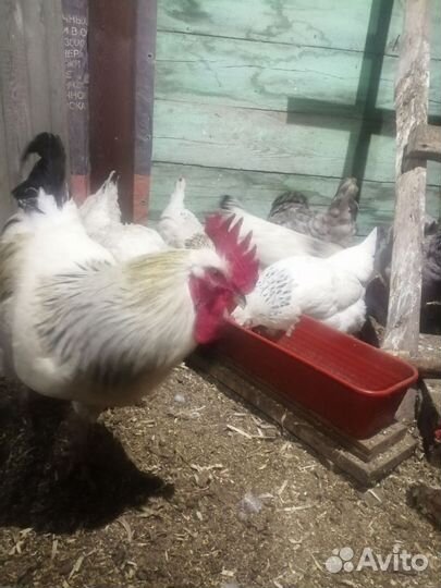 Куры несушки
