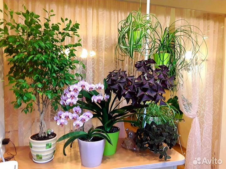 Орхидеи