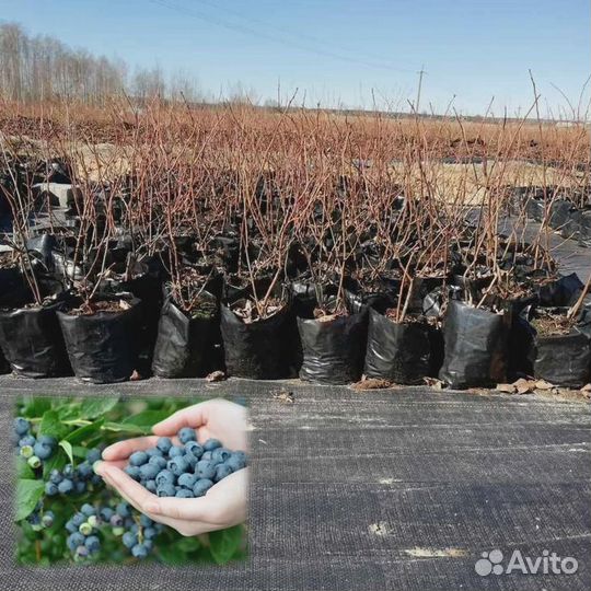 Саженцы Голубики 1 и 2 летка. Свое кфх. Беларусь