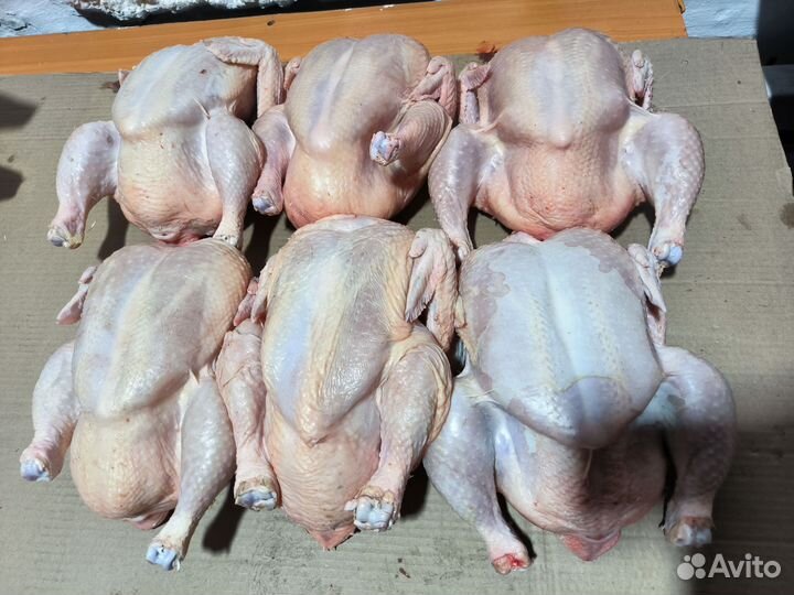 Домашние куры бройлеры халяль