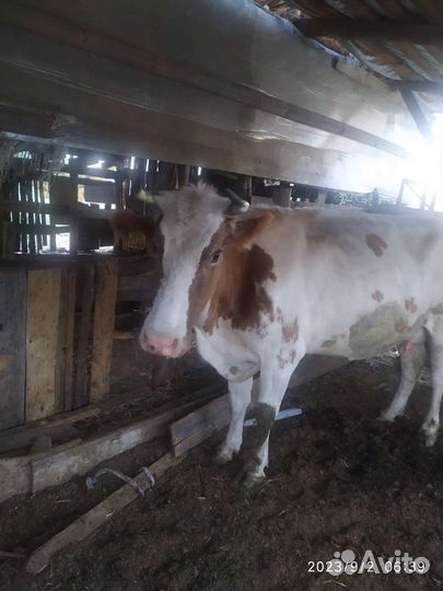 Айширская корова