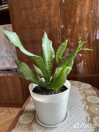 Сансевиерия