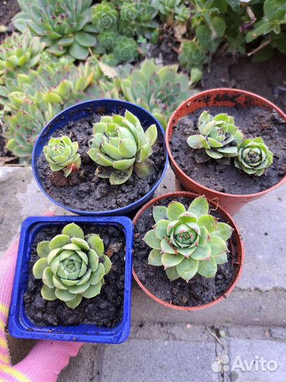 Молодило каменная роза