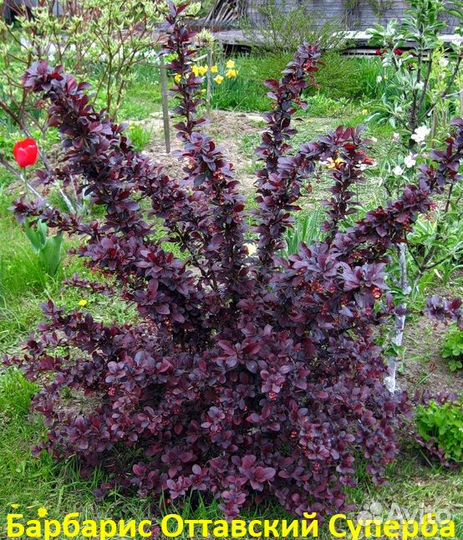 Декоративные Растения с доставкой - Аlena.park