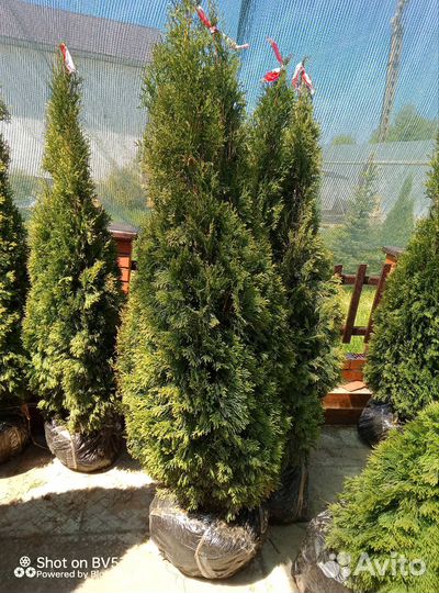 Туя смарагд