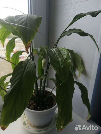 Спатифилум (женское счастье)