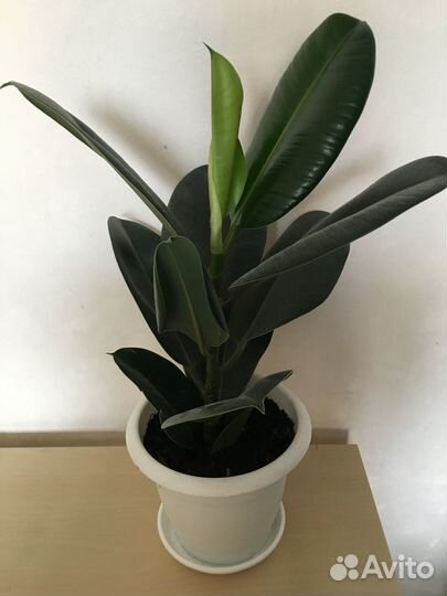 Фикус (разные)