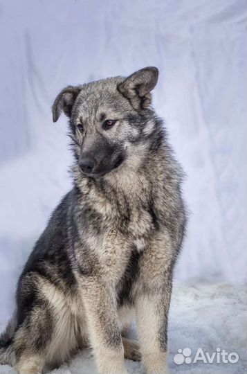 Собаки ищут человека метис