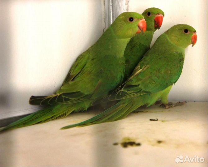 Птенчики Ожереловые