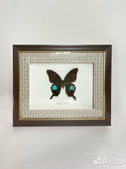 Бабочка в рамке. Papilio paris