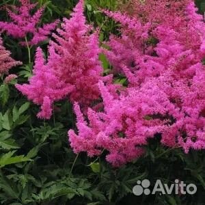 Лаванда, ирис, бадан, астильба, хосты, сирень