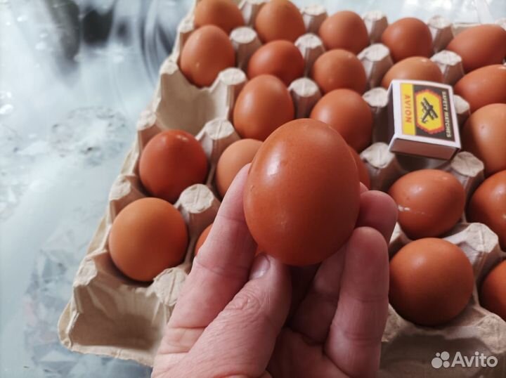 Домашние куриные яйца