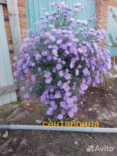 Цветы многолетки