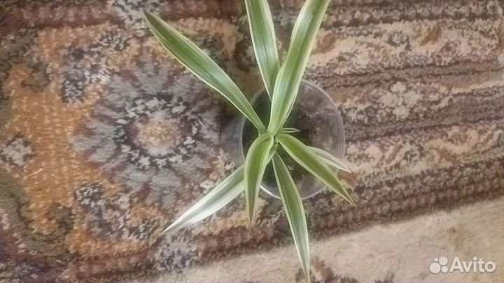 Хлорофитум хохлатый