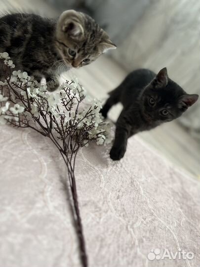 Котята в добрые руки даром бесплатно