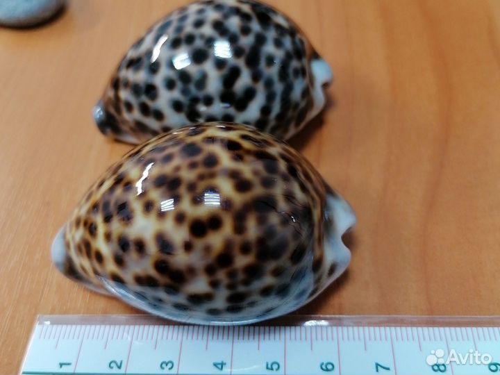 Морские ракушки раковины большие