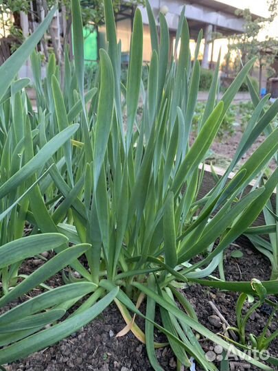 Лук многоярусный, лук слизун