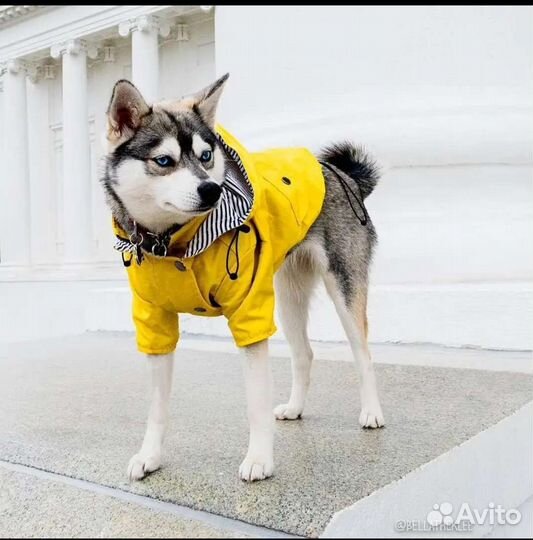Дождевик для собаки средней породы