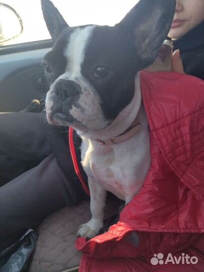 Французский бульдог