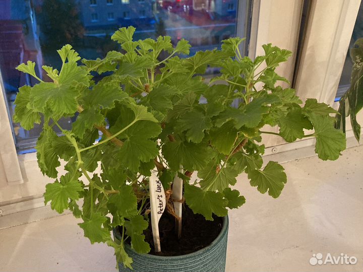 Герань лимонная Peter’s Luck(пеларгония)