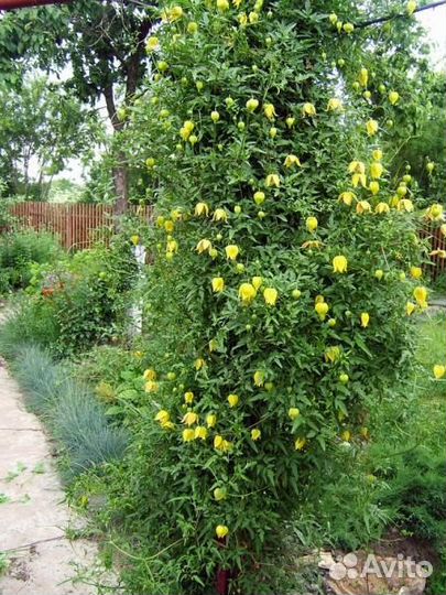 Клематис жёлтый ломонос тангутский сеянец 0.2м