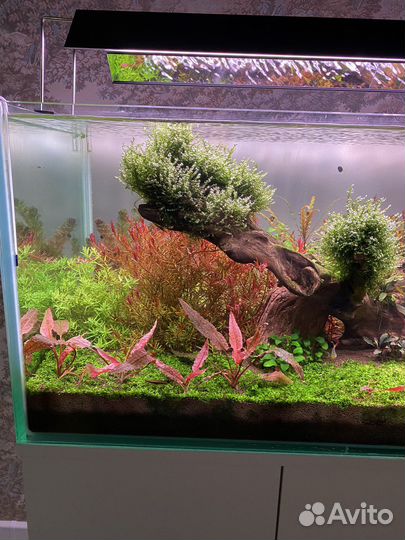 Аквариумные растения (прополка)