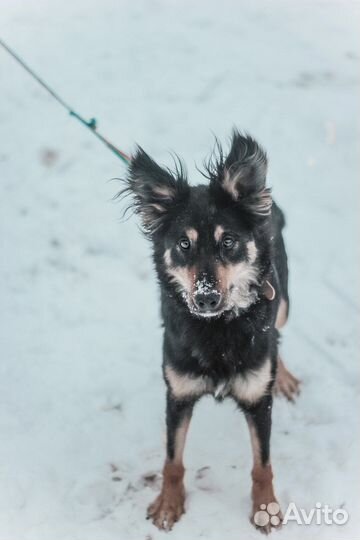 Активная собака для спортсменов