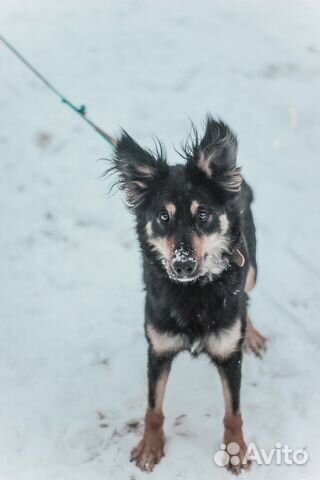 Активная собака для спортсменов