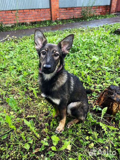 Метис овчарки девочка