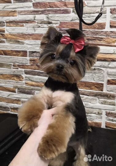 Груминг кошек и собак