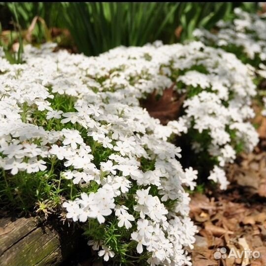 Флокс шиловидный и другие почвопокровные