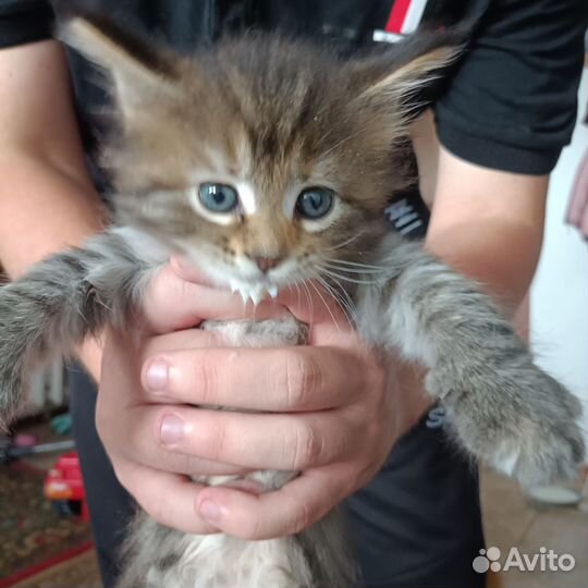 Котята мейн-кун