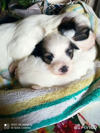 Щенки болонки