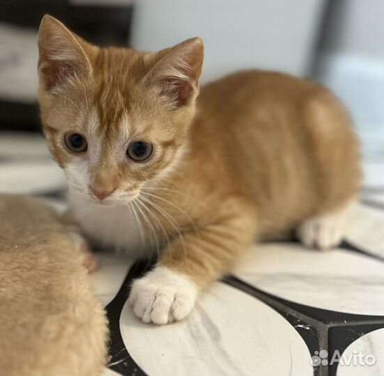 Котята бесплатно