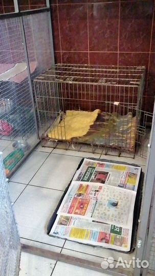 Передержка собак мелких и средних пород