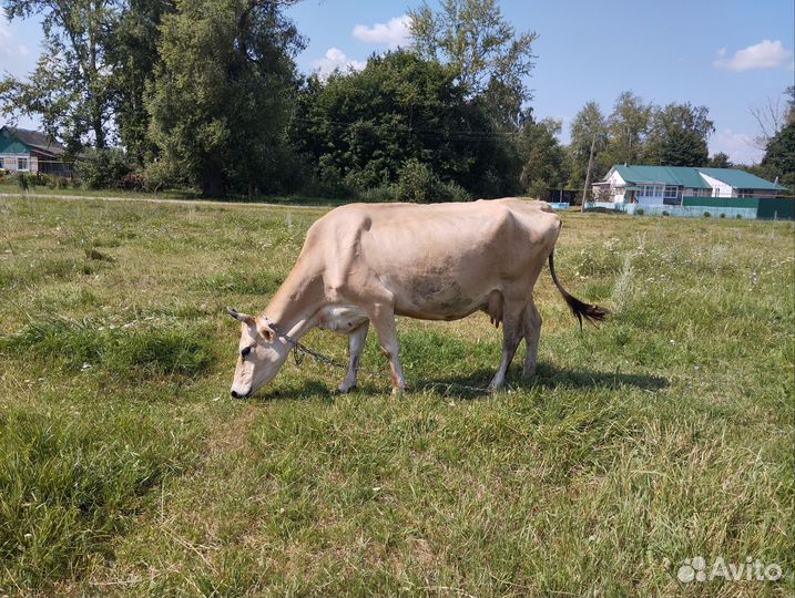 Масло сливочное домашнее и масло Гхи Творог Сметан