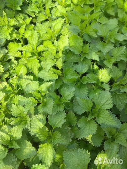 Домашние заготовки