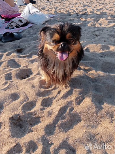 Милые пекинесики