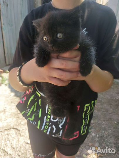 Британская вислоухая кошка