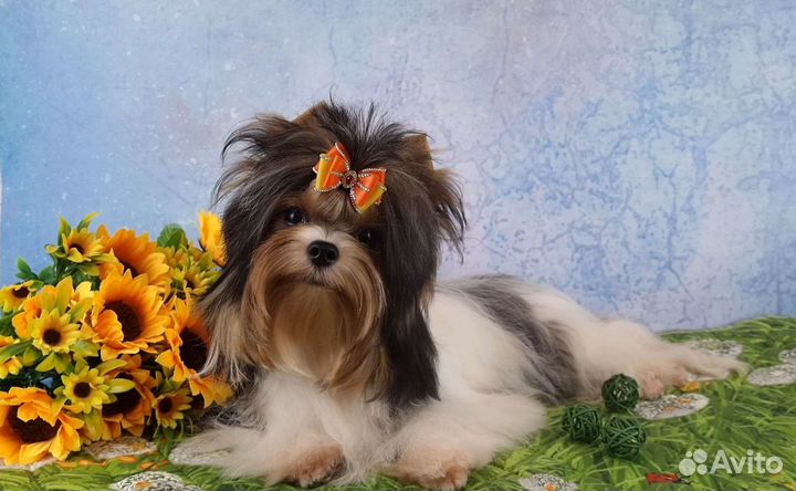 Очень красивая девочка Бивер