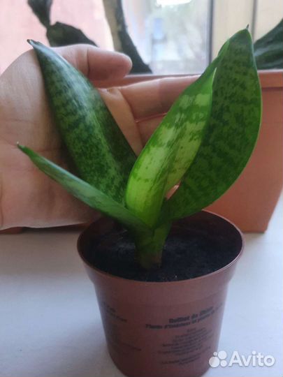 Сансевиерия ханни