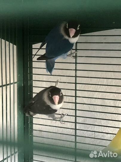 Попугаи неразлучники