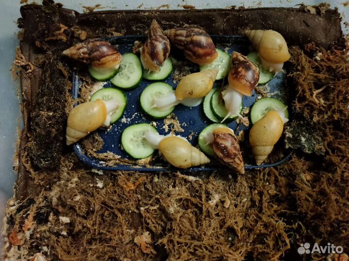 Улитка Ахатина с белой ногой