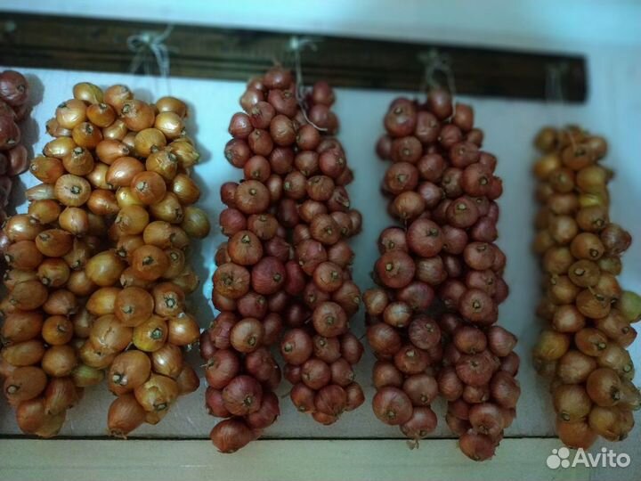 Лук семейный Чапаевский