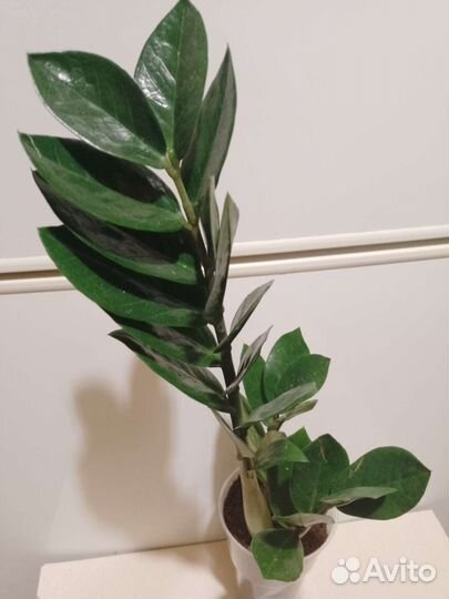 Замиокулькас